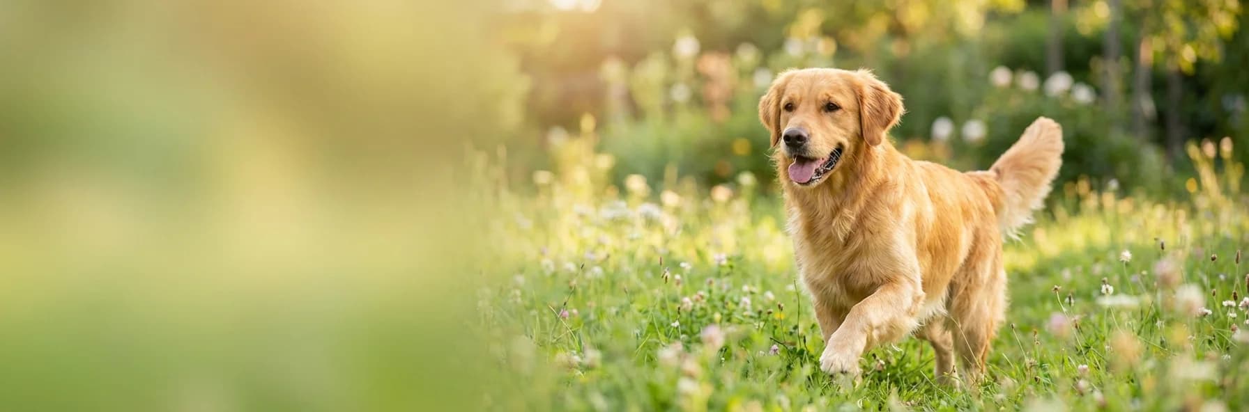 シンパリカ TRIO — オールインワン保護